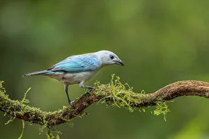 Tanager Prints: Blue-gray Tanager (Thraupis episcopus), Boca Tapada, Costa Rica