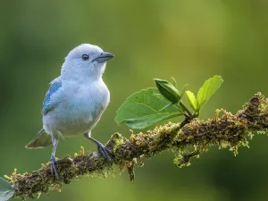 Rainforests Prints: Blue-gray Tanager (Thraupis episcopus), Boca Tapada, Alajuela Province, Costa Rica