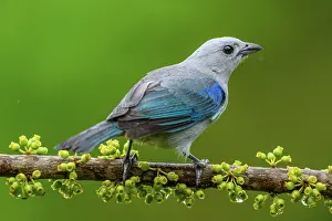 Males Prints: Blue-gray tanager (Thraupis episcopus)