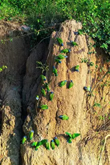 Flock Prints: Blue-headed pionus parrots (Pionus menstruus) on clay lick