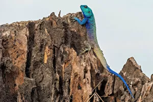Images Dated 19th December 2022: Blue-headed tree agama, Katavi National Park, Tanzania