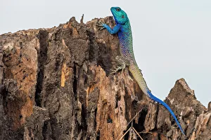 Tanzanian Prints: Blue-headed tree agama, Katavi National Park, Tanzania