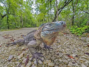Lizards Prints: Blue Iguana (Cyclura lewisi), Grand Cayman, Cayman Islands, BWI
