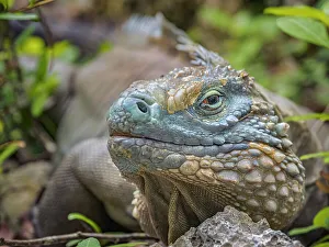 Lizards Prints: Blue Iguana (Cyclura lewisi), Grand Cayman, Cayman Islands, BWI