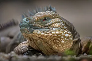 Lizards Prints: Blue Iguana (Cyclura lewisi), Grand Cayman, Cayman Islands, BWI