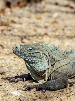 Images Dated 5th May 2020: Blue iguana (Cyclura lewisi), Queen Elizabeth II Botanic Park, North Side, Grand Cayman