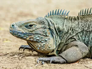 Images Dated 5th May 2020: Blue iguana (Cyclura lewisi), Queen Elizabeth II Botanic Park, North Side, Grand Cayman