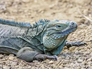 Greater Prints: Blue iguana (Cyclura lewisi), Queen Elizabeth II Botanic Park, North Side, Grand Cayman