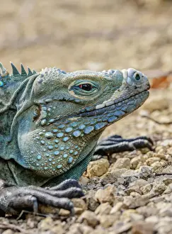 Blue iguana (Cyclura lewisi), Queen Elizabeth II Botanic Park, North Side, Grand Cayman