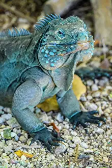Lizards Prints: Blue Iguana (Cyclura lewisi), Queen Elizabeth II Botanical Park