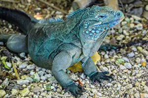 Lizards Prints: Blue Iguana (Cyclura lewisi), Queen Elizabeth II Botanical Park