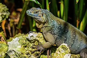 Lizards Prints: Blue Iguana (Cyclura lewisi), Queen Elizabeth II Botanical Park