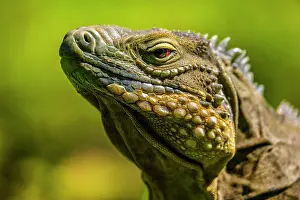 Lizards Prints: Blue Iguana (Cyclura lewisi), Queen Elizabeth II Botanical Park