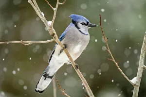 Perching Prints: Blue jay (Cyanocitta cristata), Greater Sudbury, Ontario, Canada