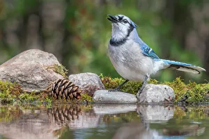 Simcoe County Prints: Blue Jay (Cyanocitta cristata), Thornton, Ontario, Canada