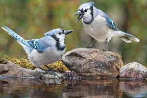 Blue Jay Prints: Blue Jay (Cyanocitta cristata), Thornton, Ontario, Canada