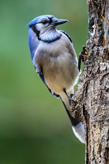 Woodlands Prints: Blue jay (Cyanocitta cristata), Greater Subdury, Ontario, Canada