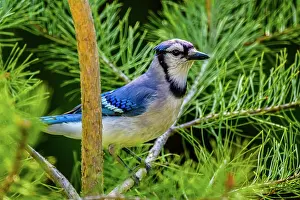 Solitary Prints: Blue jay (Cyanocitta cristata), Greater Sudbury, Ontario, Canada
