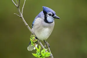 Woodlands Prints: Blue jay (Cyanocitta cristata), Greater Sudbury, Ontario, Canada