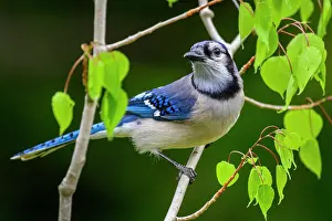 Woodlands Prints: Blue jay (Cyanocitta cristata), Greater Sudbury, Ontario, Canada