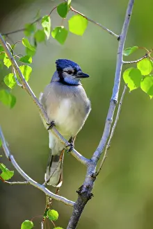 Woodlands Prints: Blue jay (Cyanocitta cristata), Greater Sudbury, Ontario, Canada