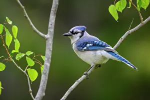 Woodlands Prints: Blue jay (Cyanocitta cristata), Greater Sudbury, Ontario, Canada