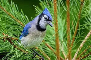Woodlands Prints: Blue jay (Cyanocitta cristata), Greater Sudbury, Ontario, Canada
