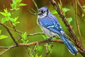 Woodlands Prints: Blue jay (Cyanocitta cristata), Greater Sudbury, Ontario, Canada