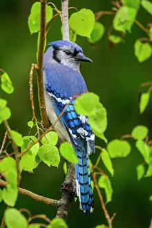 Woodlands Prints: Blue jay (Cyanocitta cristata), Greater Sudbury, Ontario, Canada