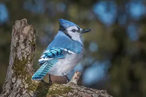 Thornton Prints: Blue Jay (Cyanocitta cristata), Thornton, Ontario, Canada