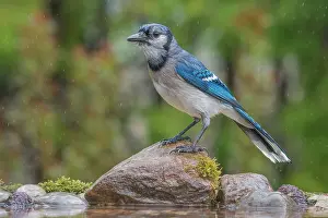Rain Prints: Blue Jay (Cyanocitta cristata) in light rain beside pond, Thornton, Ontario, Canada
