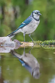 Rain Prints: Blue Jay (Cyanocitta cristata) in light rain beside pond, Thornton, Ontario, Canada
