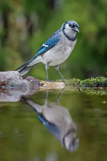 Rain Prints: Blue Jay (Cyanocitta cristata) in light rain beside pond, Thornton, Ontario, Canada