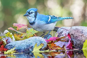 Thornton Prints: Blue Jay (Cyanocitta cristata) at pond edge, Thornton, Ontario, Canada