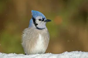 Blue Jay Prints: Blue Jay (Cyanocitta cristata) in winter, Thornton, Ontario, Canada