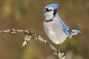 Blue Jay (Cyanocitta cristata) in winter near Thornton, Ontario, Canada