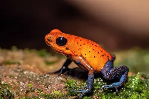 Biodiversity Prints: Blue-jeans Frog or Strawberry Poison-dart Frog (Dendrobates pumilio)