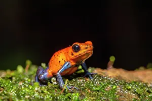 Biodiversity Prints: Blue-jeans Frog or Strawberry Poison-dart Frog (Dendrobates pumilio)