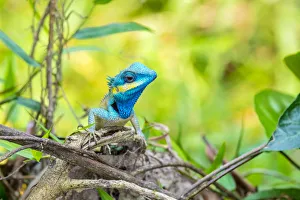 Head Prints: Blue lizard (Calotes bachae) in native habitat, Duy Xuyen District