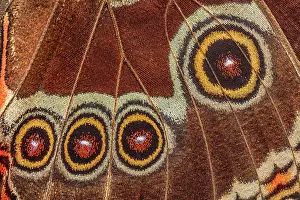 Rain Forest Prints: Blue Morpho (Morpho menelaus) Butterfly Wing Abstract, Costa Rica