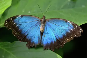 Busy Prints: Blue Morpho (Morpho peleides), Niagara Butterfly Conservatory