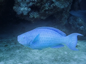 Tropical Fish Prints: Blue Parrotfish (Scarus coeruleus), Grand Cayman, Cayman Islands, British West Indies