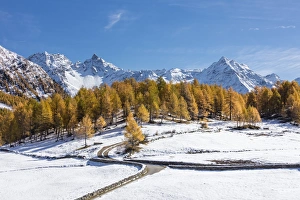 Images Dated 6th June 2017: Blue sky on the snowy peaks and yellow larches Bernina Pass Poschiavo Valley Canton