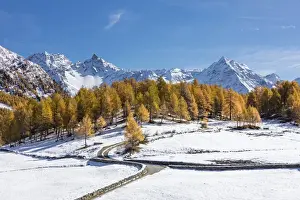 Larches Prints: Blue sky on the snowy peaks and yellow larches Bernina Pass Poschiavo Valley Canton