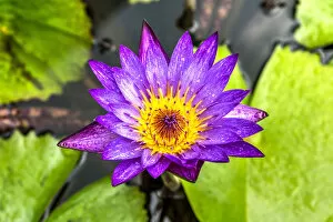 Images Dated 18th September 2018: Blue star water lily or Nymphaea Stellata