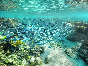 Bahamas Prints: Blue Tang (Acanthurus coeruleus), Grand Cayman, Cayman Islands, British West Indies