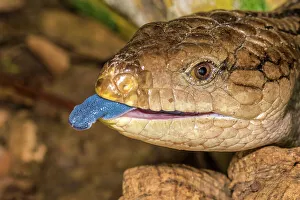 Lizards Prints: Blue-tongue Skink (Tiliqua scincoides) - captive, Ontario, Canada