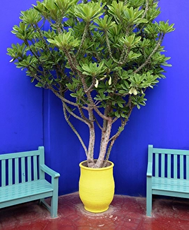 Blue wall, painted benches and potted plant, Majorelle Gardens, Marrakech, Morocco