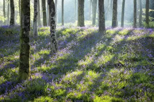 Images Dated 23rd August 2022: Blueball woodland, near Beaminster, Dorset, England, UK