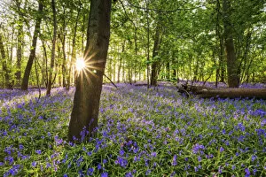 Bluebell field, Oxfordshire, England, Europe